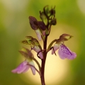 Vstavač Spitzelův (Orchis spitzelii)