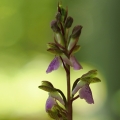 Vstavač Spitzelův (Orchis spitzelii)