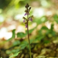 Vstavač Spitzelův (Orchis spitzelii)
