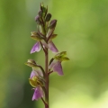 Vstavač Spitzelův (Orchis spitzelii)