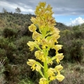 Vstavač tečkovaný (Orchis punctulata)