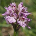 Vstavač trojzubý (Orchis tridentata)