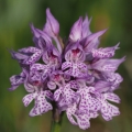 Vstavač trojzubý (Orchis tridentata)