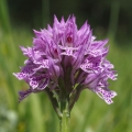 Vstavač trojzubý (Orchis tridentata)