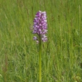 Vstavač vojenský (Orchis militaris)