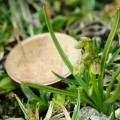 Vstaváček alpínský (Chamorchis alpina)