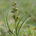 Vstaváček alpínský (Chamorchis alpina)