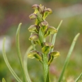 Vstaváček alpínský (Chamorchis alpina)