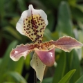Výstava Kvetoucí orchideje (21.- 23.2.2015)