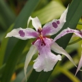 Výstava Kvetoucí orchideje (21.- 23.2.2015)