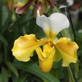 Výstava Kvetoucí orchideje (23.-25.2.2019)