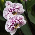 Výstava Kvetoucí orchideje (23.-25.2.2019)