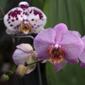 Výstava Kvetoucí orchideje (23.-25.2.2019)