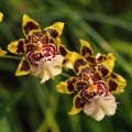 Výstava Kvetoucí orchideje (23.-25.2.2019)