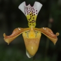 Výstava Kvetoucí orchideje (5.- 6.11.2016)