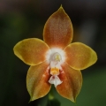 Výstava Kvetoucí orchideje (5.- 6.11.2016)