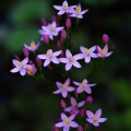 Zeměžluč okolíkatá (Centaurium...