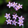 Zeměžluč okolíkatá (Centaurium...