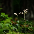 Zimozelen okoličnatý (Chimaphila umbellata)