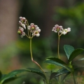 Zimozelen okoličnatý (Chimaphila umbellata)
