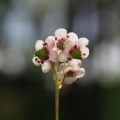 Zimozelen okoličnatý (Chimaphila umbellata)
