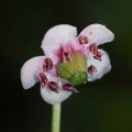 Zimozelen okoličnatý (Chimaphila umbellata)