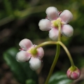 Zimozelen okoličnatý (Chimaphila umbellata)
