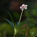 Zimozelen okoličnatý (Chimaphila umbellata)