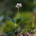 Zimozelen okoličnatý (Chimaphila umbellata)