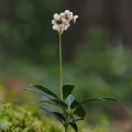 Zimozelen okoličnatý (Chimaphila umbellata)