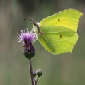 Žluťásek řešetlákový (Gonepteryx...