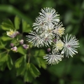 Žluťucha orlíčkolistá (Thalictrum...