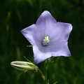 Zvonek broskvolistý (Campanula persicifolia)