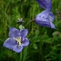 Zvonek broskvolistý (Campanula persicifolia)
