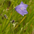 Zvonek broskvolistý (Campanula persicifolia)